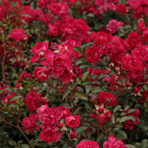 Вишнево-красная - Почвопокровная роза 